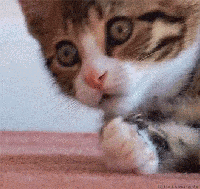GIF Image, 2052KB, 330px × 312px